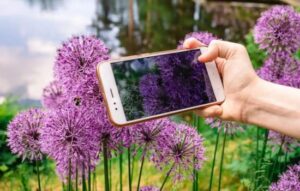 Plant Identification App: Discover Nature's Secrets