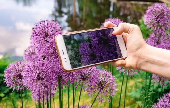 Plant Identification App: Discover Nature's Secrets